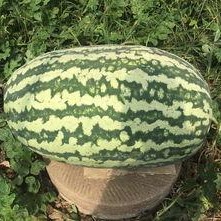 網紅大瓜搜索,一場娛樂圈的狂歡與揭秘